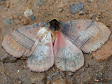 Rhodopteriana rhodoptera